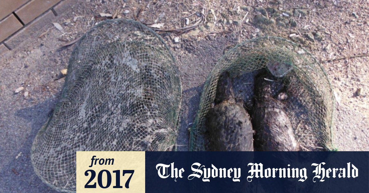 Illegal fishing traps lurking in ACT lakes are killing native species